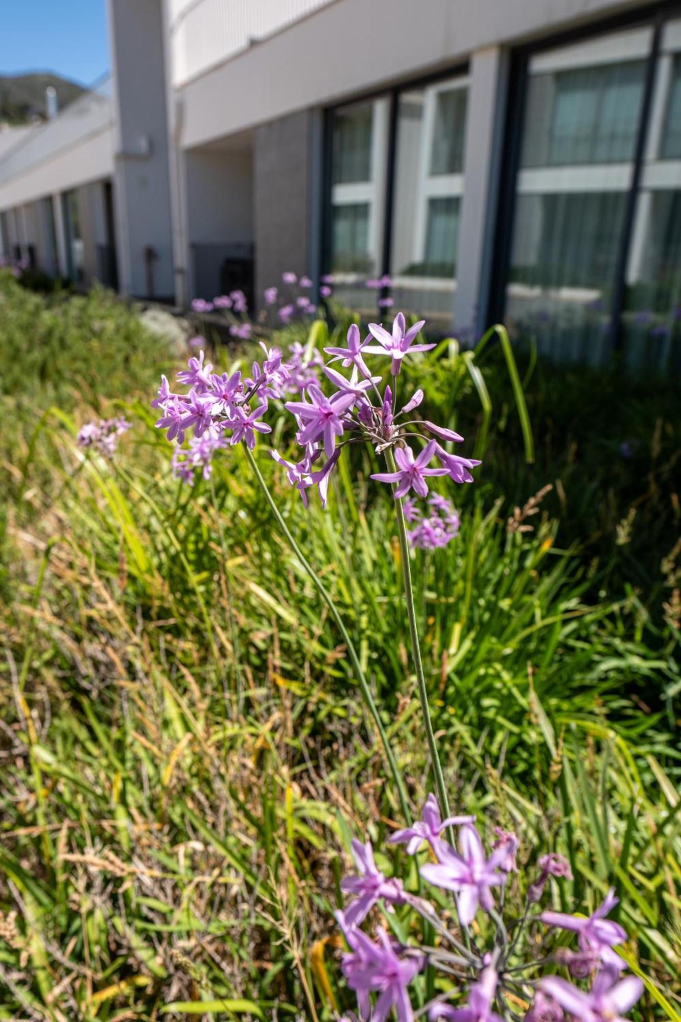 Monchique Resort & Spa Екстер'єр фото Scilla amethystina